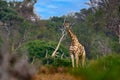 Giraffe in forest with big trees, evening light, sunset. Idyllic giraffe silhouette with evening orange sunset, Khwai River, Royalty Free Stock Photo