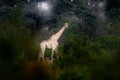 Giraffe in forest with big trees, evening light, sunset. Idyllic giraffe silhouette with evening orange sunset, Khwai River, Royalty Free Stock Photo