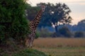 Giraffe in forest with big trees, evening light, sunset. Idyllic giraffe silhouette with evening orange sunset, Okavango delta in Royalty Free Stock Photo