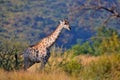 Giraffe in forest with big trees, evening light, sunset. Idyllic giraffe silhouette with evening orange sunset, Pilanesberg NP,