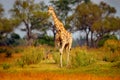 Giraffe in forest with big trees, evening light, sunset. Idyllic giraffe silhouette with evening orange sunset, Pilanesberg NP,