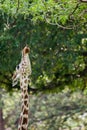 Giraffe in forest Royalty Free Stock Photo