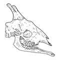 Giraffe fossilized skull hand drawn sketch image. Giraffa bones fossil illustration drawing. Vector stock outline silhouette