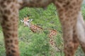 Giraffe - framed Royalty Free Stock Photo