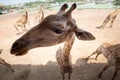 Giraffe with friendly acting to camera