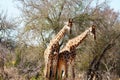 Giraffe friends in the bush Royalty Free Stock Photo
