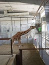 Giraffe & Friends Exhibit at the Topeka Zoo