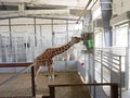 Giraffe & Friends Exhibit at the Topeka Zoo