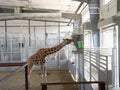 Giraffe & Friends Exhibit at the Topeka Zoo