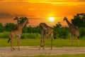 Giraffe in front Amboseli national park Kenya masai mara. Royalty Free Stock Photo