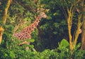 Giraffe in front of green trees