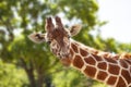 Giraffe in front of green trees, looking directly at the camera. Close-up Royalty Free Stock Photo