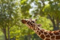 Giraffe in front of green trees stretches the tongue out of the mouth while eating. Close-up Royalty Free Stock Photo