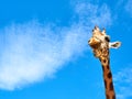 Giraffe frontal portrait looking closeup