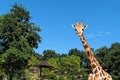 Giraffe frontal portrait looking closeup