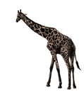 Giraffe in full growth goes sideways