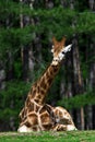 Giraffe with funny expression