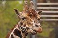 Giraffe. Royalty Free Stock Photo