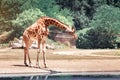 Giraffe in funny pose drinking water Royalty Free Stock Photo