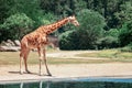 Giraffe in funny pose drinking water at a small pond Royalty Free Stock Photo