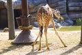 Giraffe funny pose eating hay bending over crouching back view