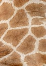 Giraffe fur Royalty Free Stock Photo