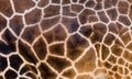 Giraffe fur Royalty Free Stock Photo