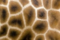 Giraffe fur Royalty Free Stock Photo