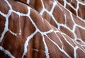 Giraffe skin pattern