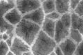 Giraffe fur skin pattern with spots black and white Royalty Free Stock Photo