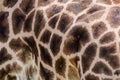 Giraffe fur texture background close up Royalty Free Stock Photo