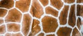 giraffe fur texture Royalty Free Stock Photo