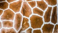 giraffe fur texture Royalty Free Stock Photo