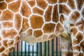 giraffe fur texture Royalty Free Stock Photo