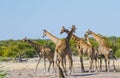 Giraffe near desert waterhole