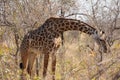 Giraffe at Ruaha national park ,Tanzania east Africa.