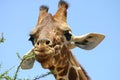 Giraffe, giraf Royalty Free Stock Photo