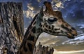 Giraffe - African artiodactyl mammal, the tallest living terrestrial animal and the largest ruminant