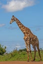 Giraffe Giraffa camelopardalis 15264 Royalty Free Stock Photo