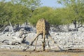 Giraffe adult drinking at waterhole Royalty Free Stock Photo