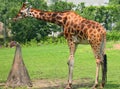 The giraffe (Giraffa camelopardalis) is an African even-toed ungulate mammal
