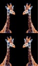 Giraffe (Giraffa camelopardalis) is an African even-toed ungulate mammal