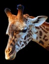 Giraffe (Giraffa camelopardalis) is an African even-toed ungulate mammal, Royalty Free Stock Photo