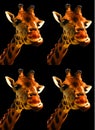 Giraffe (Giraffa camelopardalis) is an African even-toed ungulate mammal, Royalty Free Stock Photo
