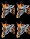 Giraffe (Giraffa camelopardalis) is an African even-toed ungulate mammal,
