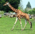 The giraffe (Giraffa camelopardalis) is an African even-toed ungulate mammal