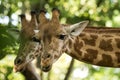 The giraffe Giraffa camelopardalis, African even-toed ungulate mammal, the tallest of all extant land-living animal species Royalty Free Stock Photo