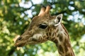 The giraffe Giraffa camelopardalis, African even-toed ungulate mammal, the tallest of all extant land-living animal species Royalty Free Stock Photo