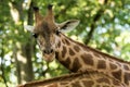 The giraffe Giraffa camelopardalis, African even-toed ungulate mammal, the tallest of all extant land-living animal species Royalty Free Stock Photo