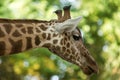 The giraffe Giraffa camelopardalis, African even-toed ungulate mammal, the tallest of all extant land-living animal species Royalty Free Stock Photo